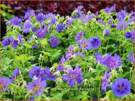 Geranium magnificum &#39;Anemoniflorum&#39;