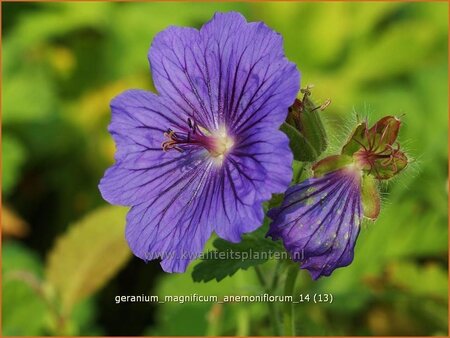 Geranium magnificum &#39;Anemoniflorum&#39;