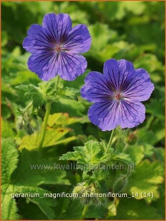 Geranium magnificum &#39;Anemoniflorum&#39;