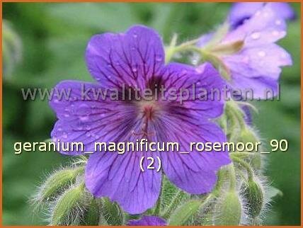 Geranium magnificum &#39;Rosemoor&#39;