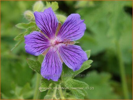 Geranium magnificum &#39;Rosemoor&#39;