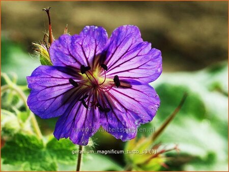 Geranium magnificum &#39;Turco&#39;