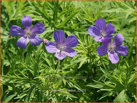 Geranium &#39;Nimbus&#39;