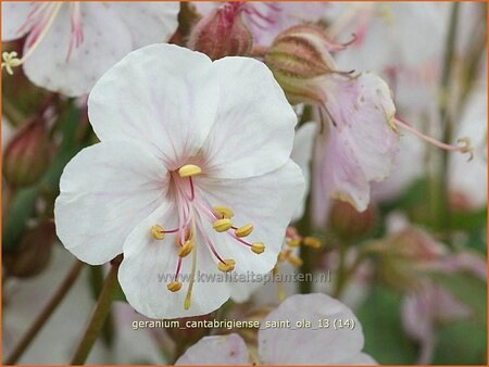 Geranium cantabrigiense &#39;Saint Ola&#39;