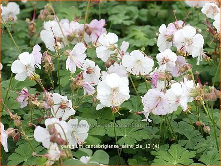 Geranium cantabrigiense &#39;Saint Ola&#39;