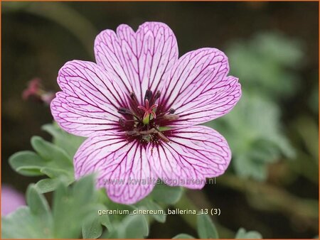 Geranium cinereum &#39;Ballerina&#39;