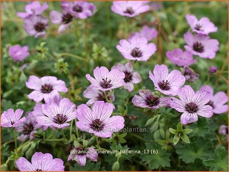 Geranium cinereum &#39;Ballerina&#39;