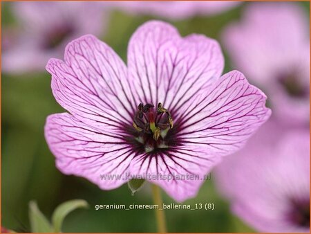 Geranium cinereum &#39;Ballerina&#39;