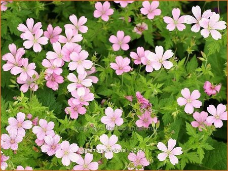 Geranium endressii