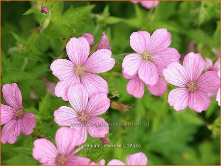 Geranium endressii