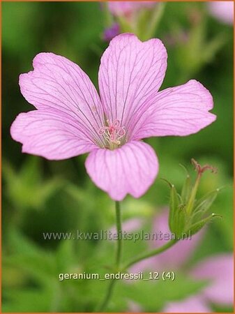 Geranium endressii