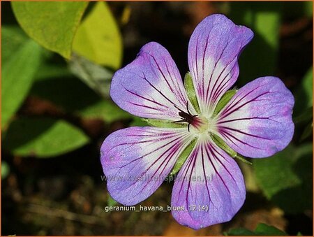 Geranium 'Havana Blues'