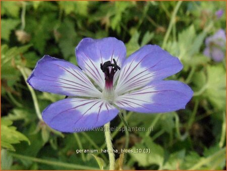 Geranium 'Havana Blues'