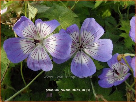 Geranium 'Havana Blues'