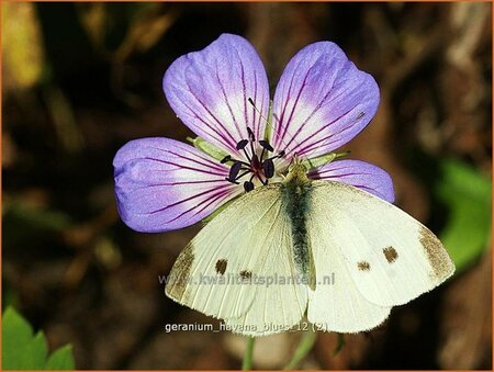 Geranium 'Havana Blues'