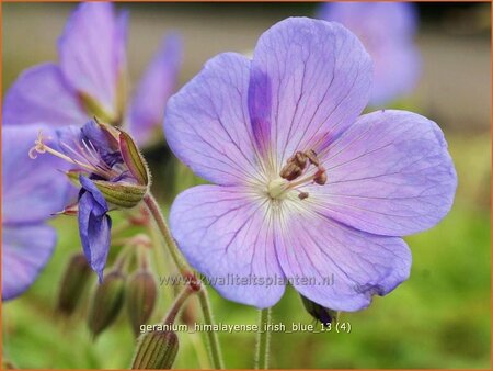 Geranium himalayense &#39;Irish Blue&#39;