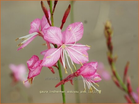 Gaura lindheimeri &#39;Siskiyou Pink&#39;