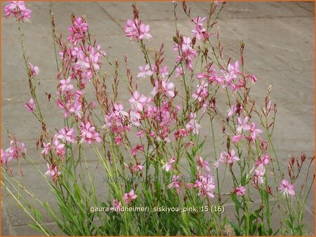 Gaura lindheimeri &#39;Siskiyou Pink&#39;