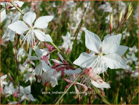 Gaura lindheimeri &#39;White Dove&#39;