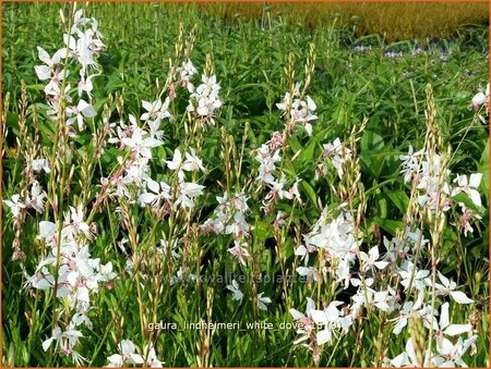 Gaura lindheimeri &#39;White Dove&#39;