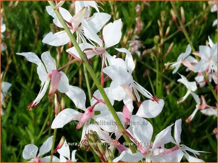 Gaura lindheimeri &#39;White Dove&#39;