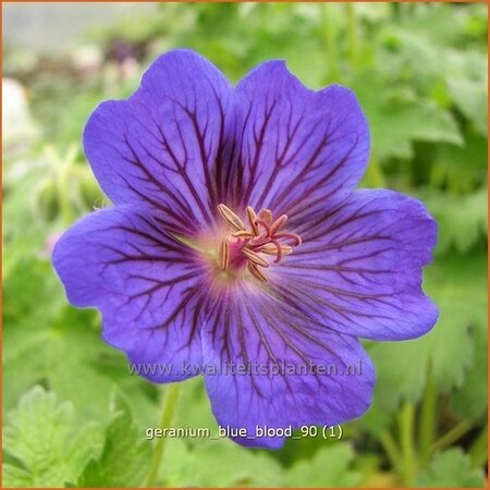 Geranium &#39;Blue Blood&#39;