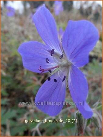 Geranium &#39;Brookside&#39;