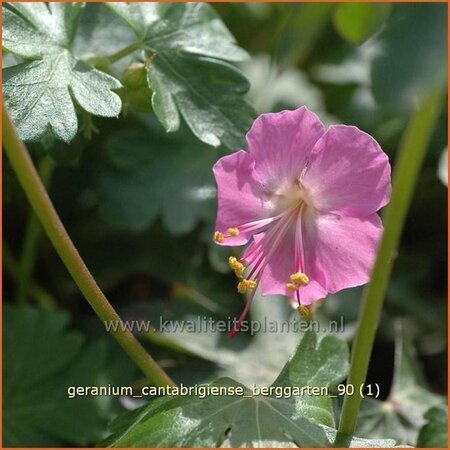 Geranium cantabrigiense &#39;Berggarten&#39;