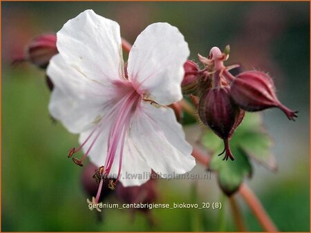 Geranium cantabrigiense 'Biokovo'