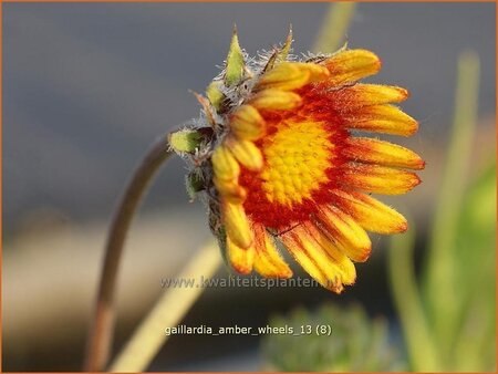 Gaillardia 'Amber Wheels'