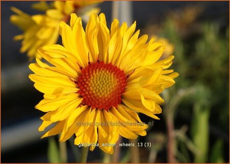 Gaillardia 'Amber Wheels'