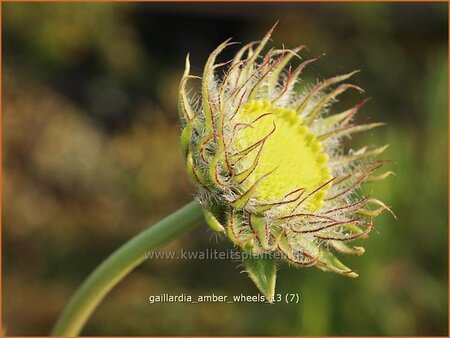 Gaillardia 'Amber Wheels'