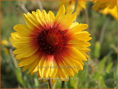Gaillardia 'Amber Wheels'