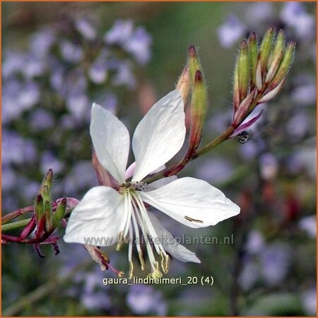 Gaura lindheimeri