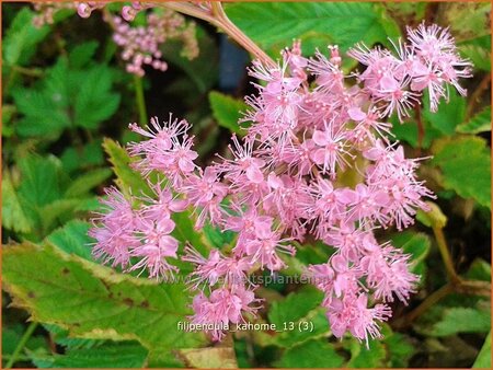 Filipendula &#39;Kahome&#39;