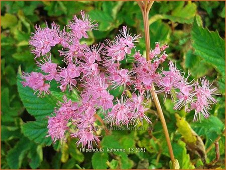 Filipendula &#39;Kahome&#39;