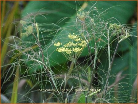 Foeniculum vulgare &#39;Purpureum&#39;