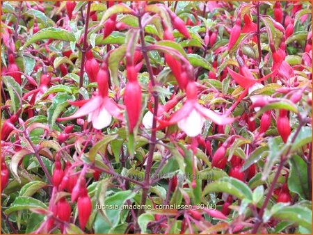 Fuchsia &#39;Madame Cornelissen&#39;