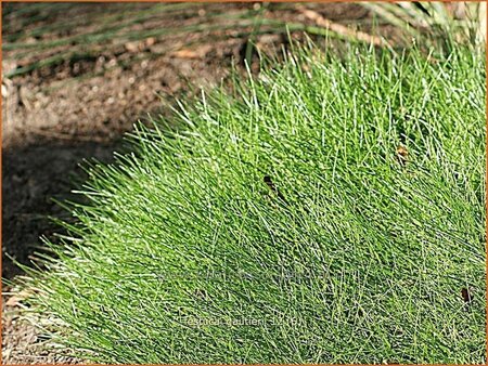 Festuca gautieri