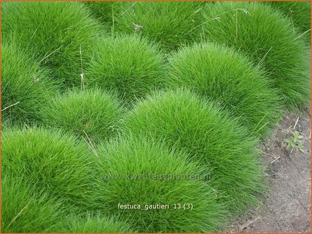 Festuca gautieri