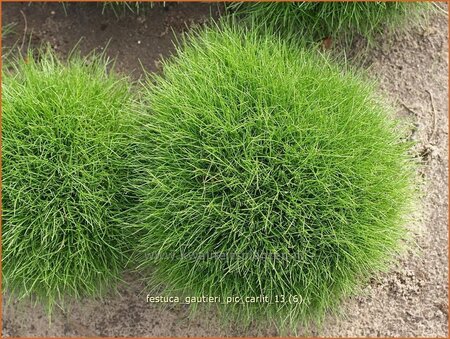 Festuca gautieri &#39;Pic Carlit&#39;