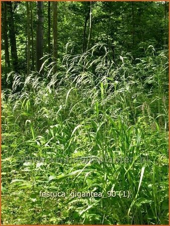 Festuca gigantea