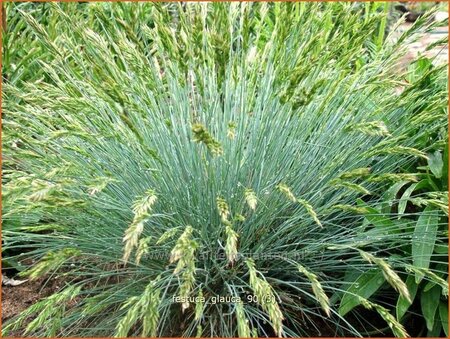 Festuca glauca