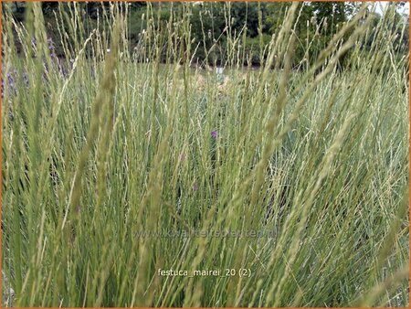 Festuca mairei