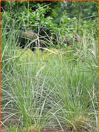 Festuca mairei