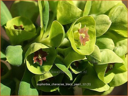 Euphorbia characias &#39;Black Pearl&#39;
