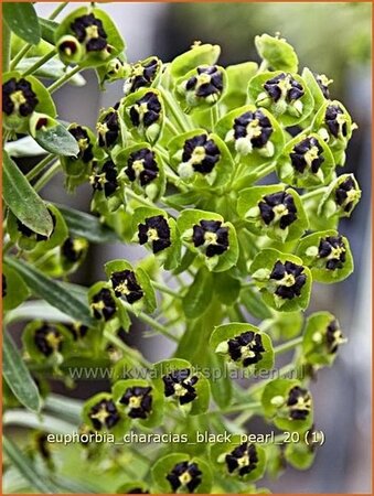 Euphorbia characias &#39;Black Pearl&#39;