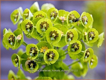 Euphorbia characias 'Humpty Dumpty'
