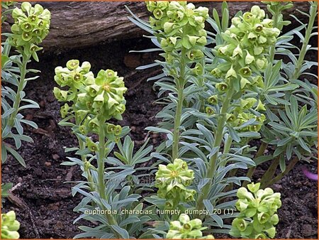 Euphorbia characias 'Humpty Dumpty'