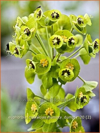 Euphorbia characias 'Humpty Dumpty'